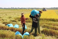 Đắk Lắk quy định giá thóc thu thuế dùng để tính thuế sử dụng đất nông nghiệp trên địa bàn